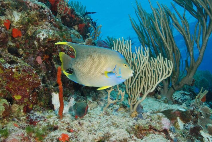 Playa Del Carmen Yalku Inlet & 2 Cenotes! Snorkel and Buffet - Itinerary and Activities