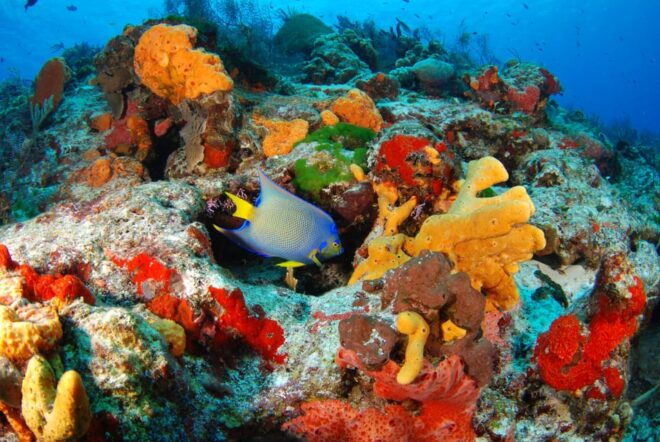 Playa Del Carmen Yalku Inlet & 2 Cenotes! Snorkel and Buffet - Preparation and Important Information