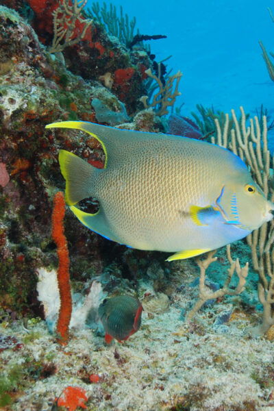 Playa Del Carmen Yalku Inlet & 2 Cenotes! Snorkel and Buffet - Frequently Asked Questions