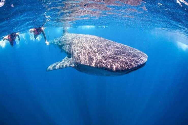 Playa Del Carmen:Whale Shark Experience in the Caribbean Sea - Good To Know