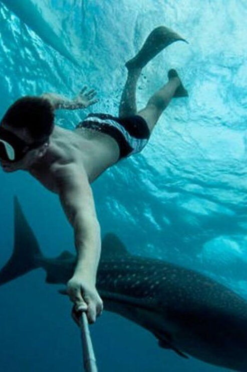 Playa Del Carmen:Whale Shark Experience in the Caribbean Sea - Itinerary and Transportation