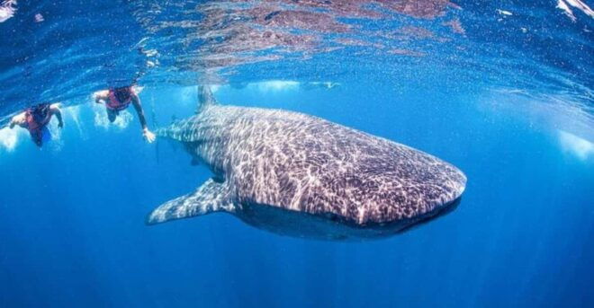 Playa Del Carmen:Whale Shark Experience in the Caribbean Sea - Highlights of the Experience