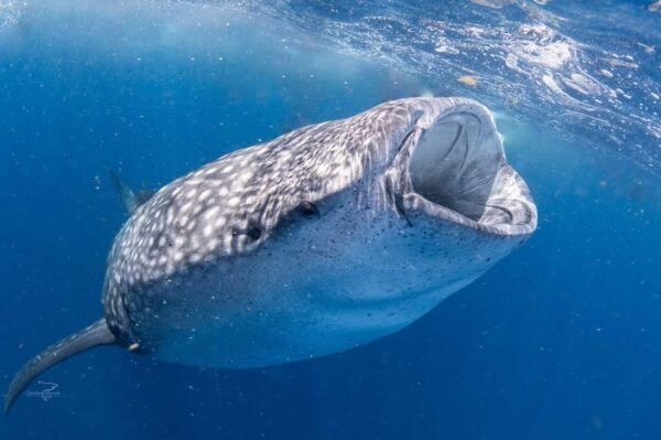 Playa Del Carmen:Whale Shark Experience in the Caribbean Sea - Refund and Cancellation Policy