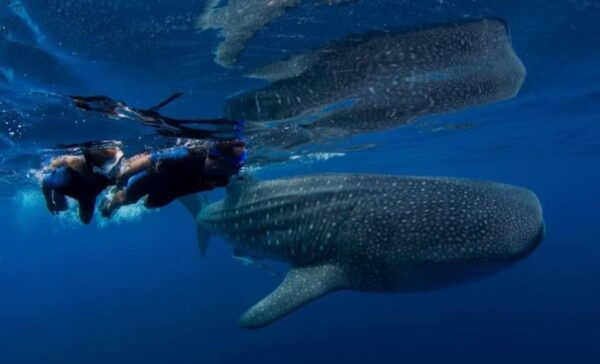 Playa Del Carmen:Whale Shark Experience in the Caribbean Sea - Frequently Asked Questions
