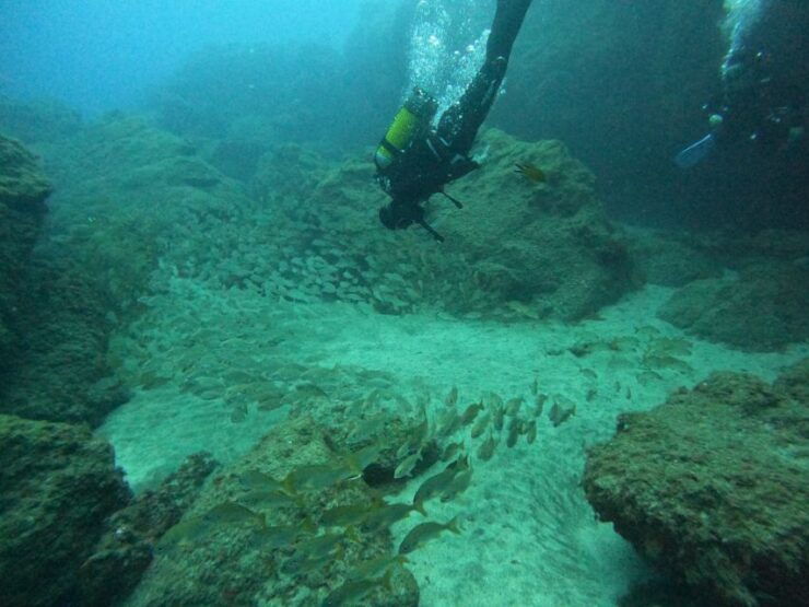 Playa Del Ingles: Discover Scuba Diving - Free Transfers - Activity Highlights