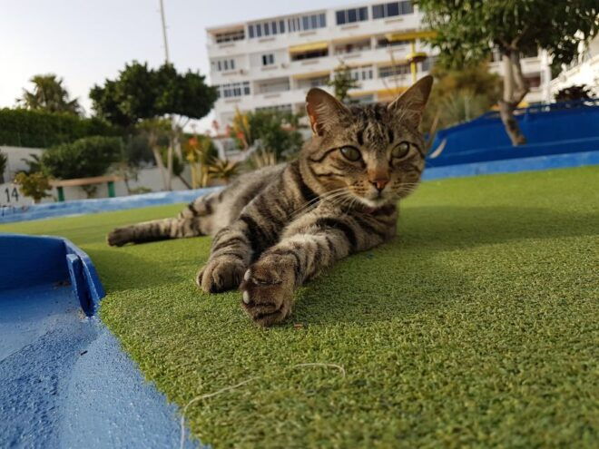 Playa Del Inglés: Minigolf Taidia - Experience Highlights and Customer Reviews