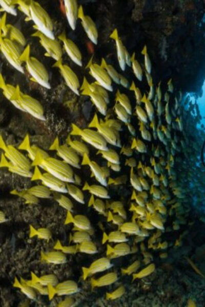 Playa: Dive in Cozumel - Important Participant Requirements