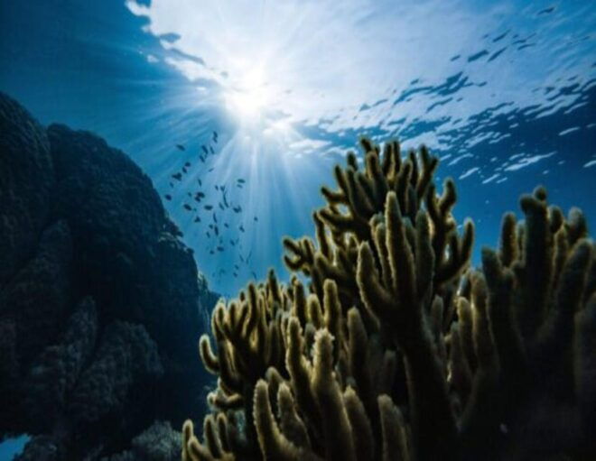 Playa: Diving Local Reef - Water Temperature