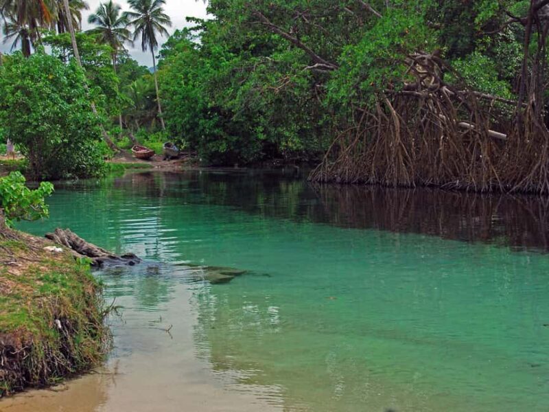 Playa Rincon Safari Adventure from Samaná for cruise ships - Introduction: A Taste of Samaná’s Natural Beauty