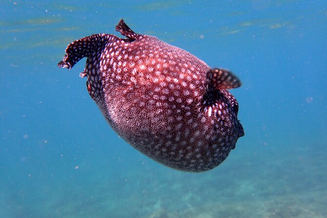 Playa Samara Ocean Kayak and Snorkeling - Pricing Information