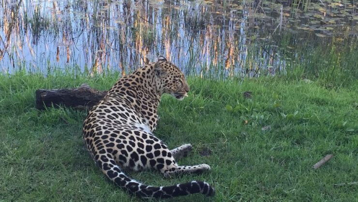 Plettenberg Bay: Cats in Conservation Full Day Tour - Tour Overview