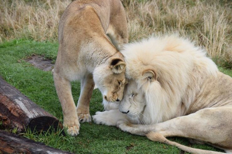 Plettenberg Bay: Cats in Conservation Full Day Tour - Customer Experience