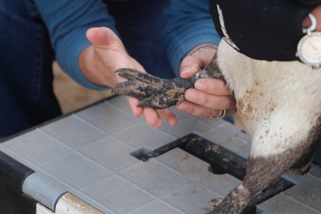 Plettenberg Bay: Cats in Conservation Full Day Tour - Safety and Guidelines