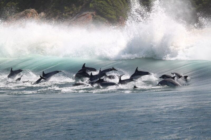 Plettenberg Bay: Dolphin and Marine Boat Tour - Good To Know
