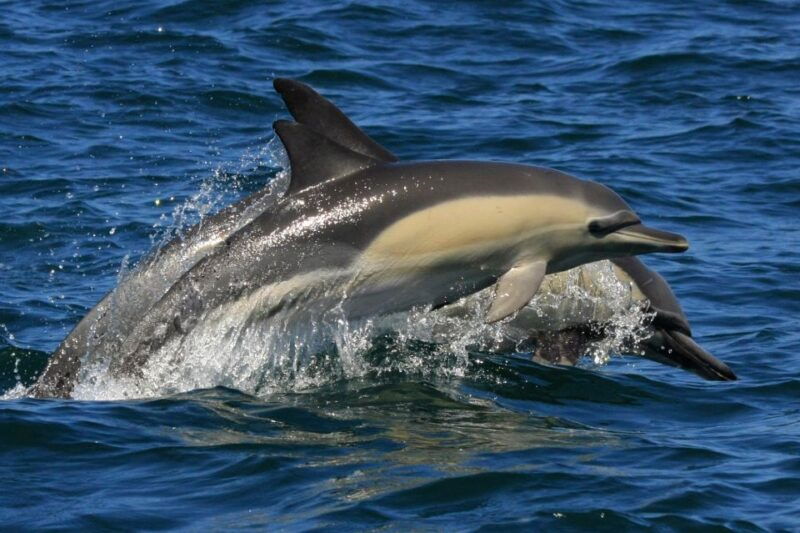 Plettenberg Bay: Dolphin and Marine Boat Tour - What Reviewers Say
