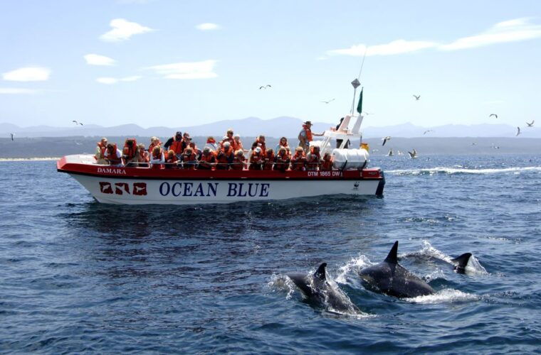 Plettenberg Bay: Dolphin and Marine Boat Tour - Who Will Love This Tour?
