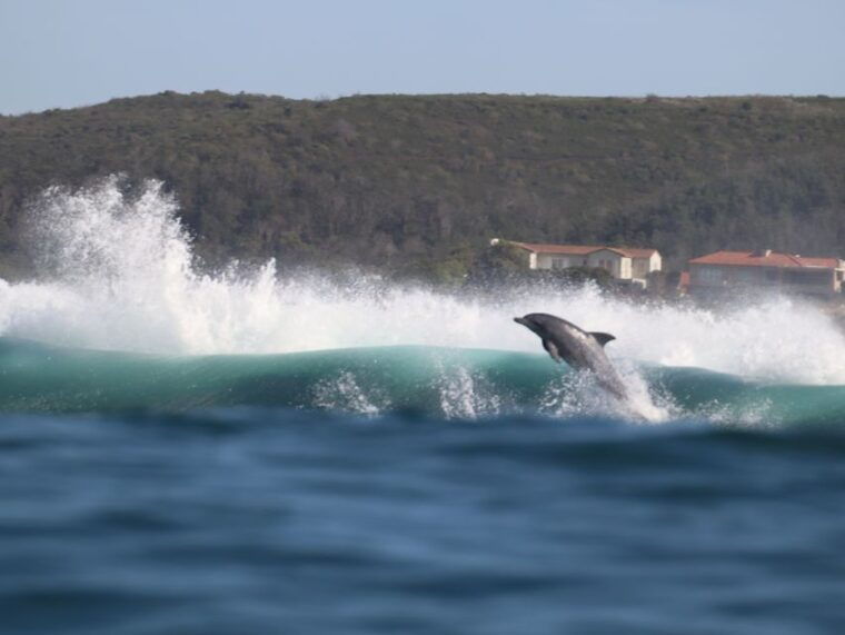 Plettenberg Bay: Dolphin and Marine Boat Tour - Frequently Asked Questions