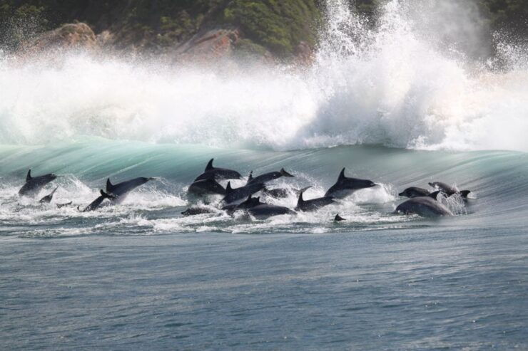 Plettenberg Bay: Dolphin & Marine Tours - Good To Know