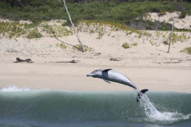 Plettenberg Bay: Dolphin & Marine Tours - Tour Details
