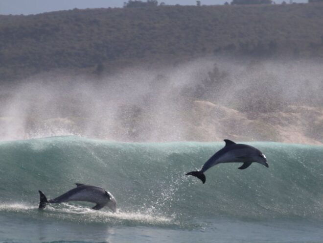 Plettenberg Bay: Dolphin & Marine Tours - Customer Reviews