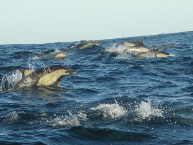 Plettenberg Bay: Dolphin & Marine Tours - Directions