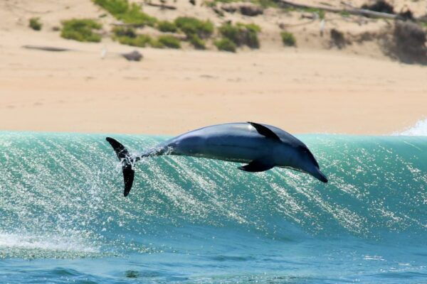 Plettenberg Bay: Dolphin & Marine Tours - Frequently Asked Questions