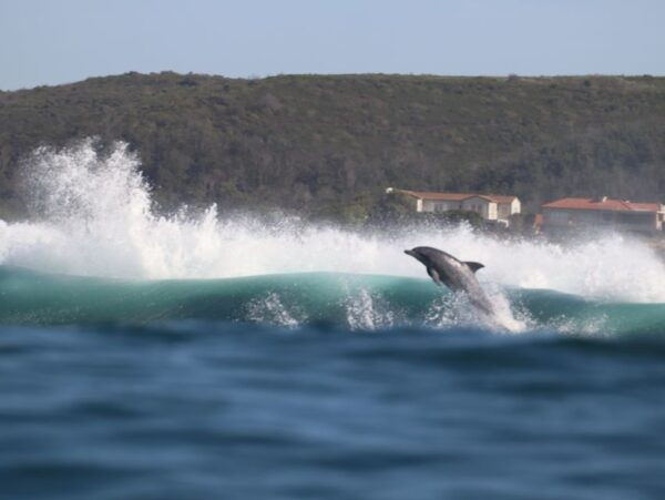 Plettenberg Bay: Dolphin & Marine Tours - The Sum Up