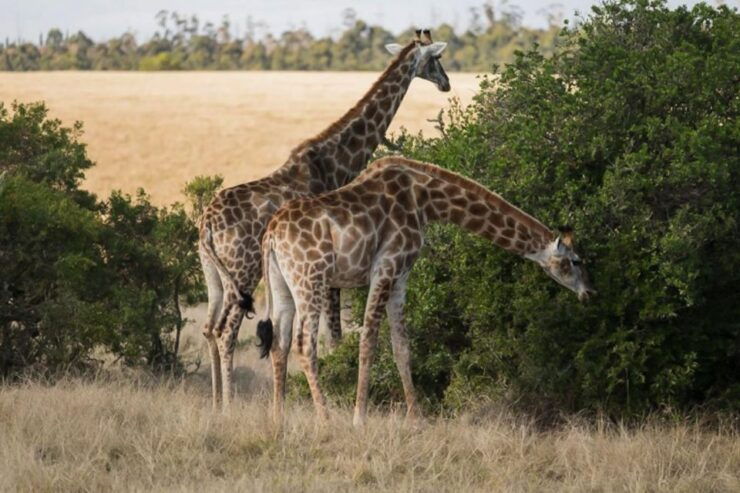 Plettenberg Bay Game Reserve: 2-Hour Game Drive - Location and Duration