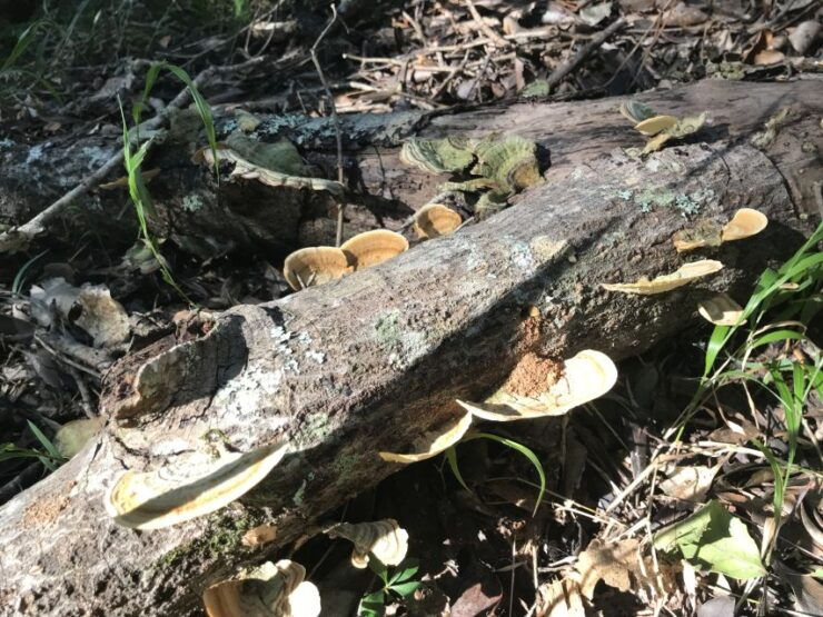 Plettenberg Bay: Guided Forest Walk and Wildlife Tour - Good To Know