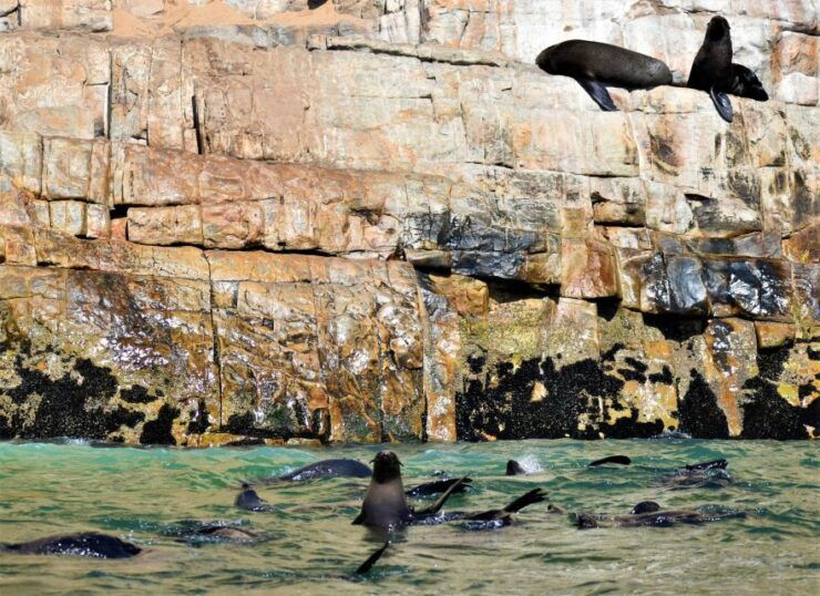 Plettenberg Bay: Seal Colony Viewing Excursion - Excursion Highlights
