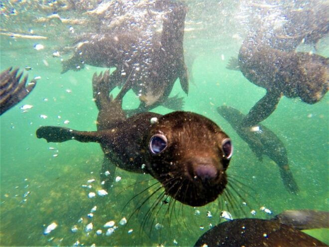Plettenberg Bay: Seal Colony Viewing Excursion - Frequently Asked Questions