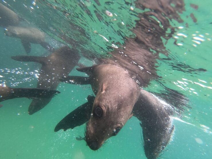 Plettenberg Bay: Seal Swimming Experience - Experience Seal Swimming Adventure