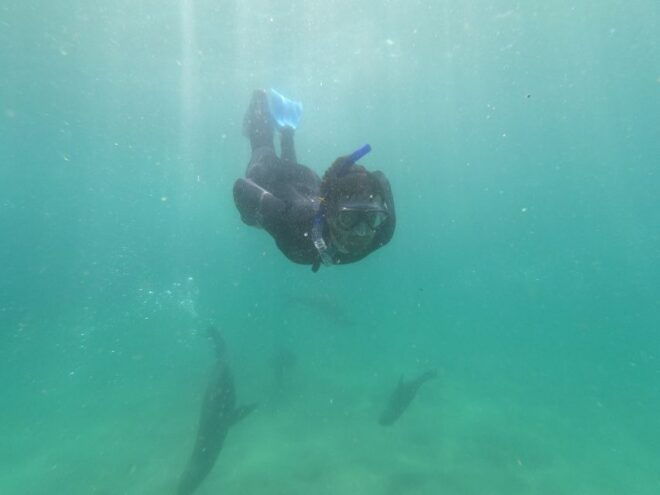 Plettenberg Bay: Seal Swimming Experience - Meeting Point and Requirements
