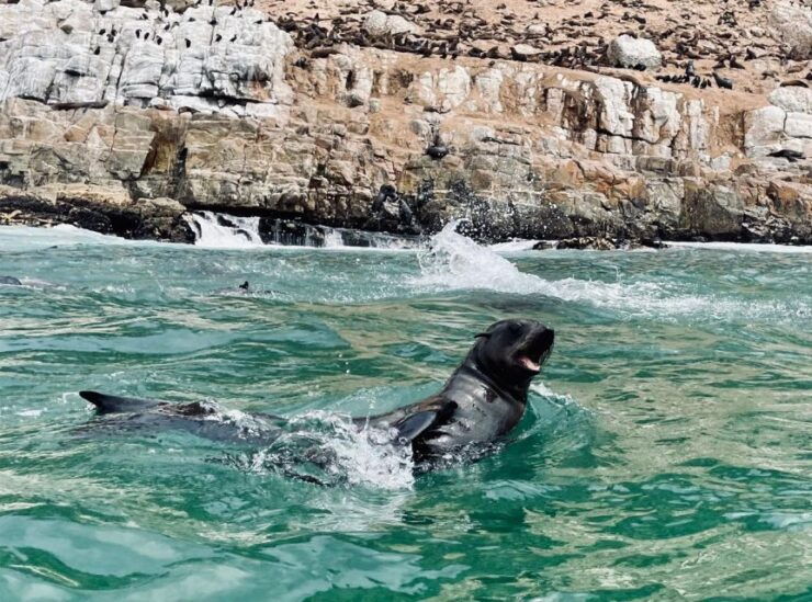 Plettenberg Bay: Seal Viewing Boat Trip - Good To Know