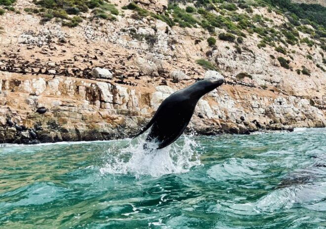 Plettenberg Bay: Seal Viewing Boat Trip - Itinerary