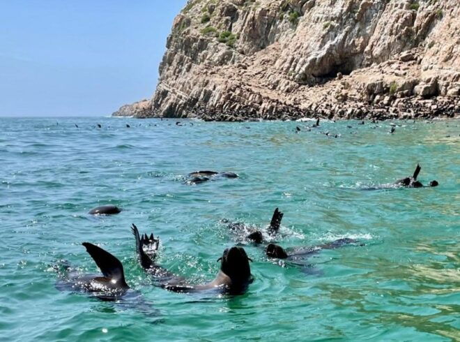 Plettenberg Bay: Seal Viewing Boat Trip - Meeting Point