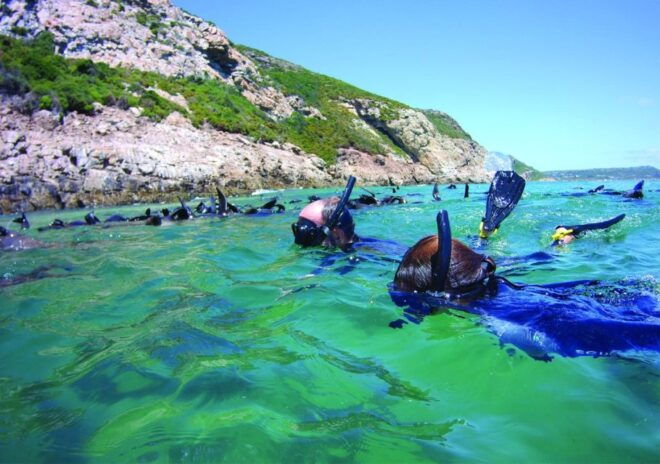 Plettenberg Bay: Seal Viewing Boat Trip - Important Information