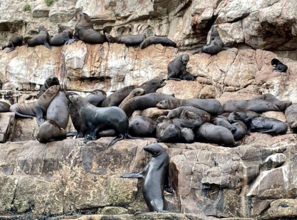 Plettenberg Bay: Seal Viewing Boat Trip - Frequently Asked Questions