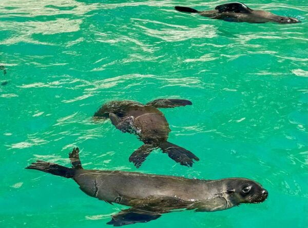 Plettenberg Bay: Seal Viewing Boat Trip - The Sum Up