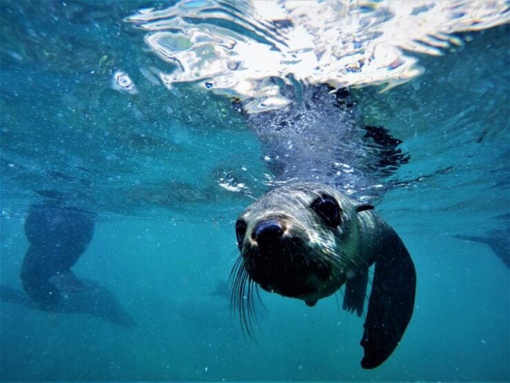 Plettenberg Bay: Swim With Seals - Good To Know