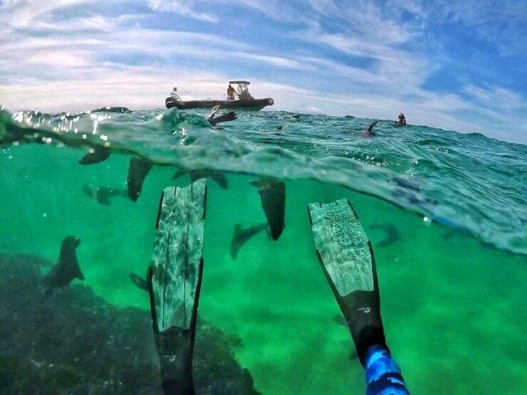 Plettenberg Bay: Swim With Seals - Activity Details