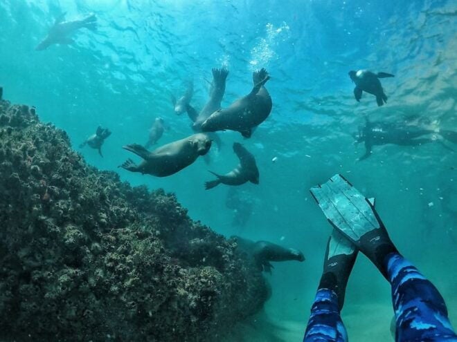 Plettenberg Bay: Swim With Seals - Booking Information