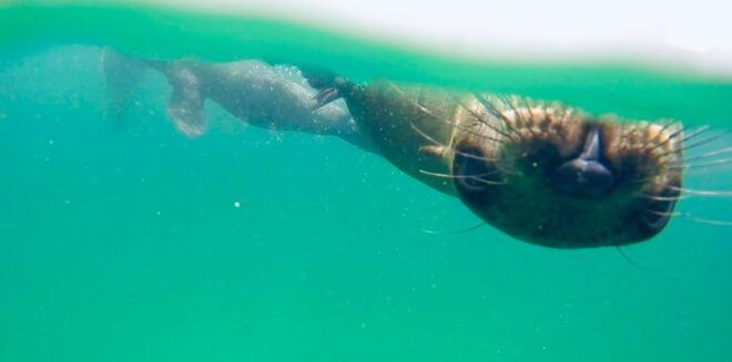 Plettenberg Bay: Swim With Seals - Itinerary and Inclusions