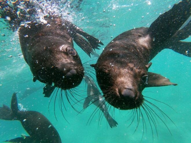 Plettenberg Bay: Swim With Seals - Customer Ratings