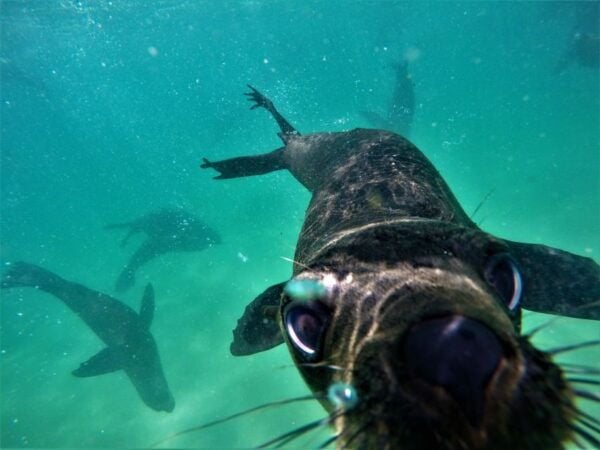 Plettenberg Bay: Swim With Seals - Important Information