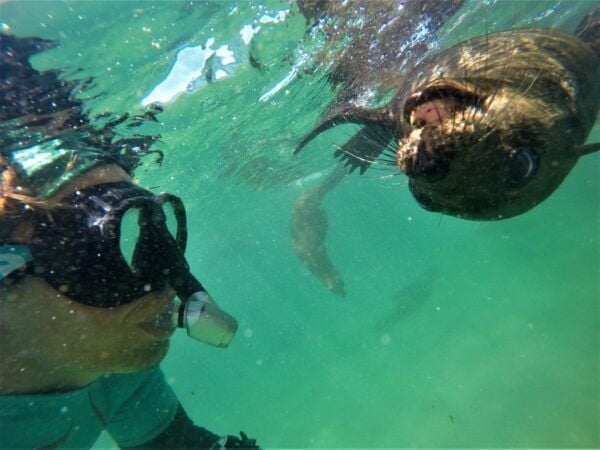 Plettenberg Bay: Swim With Seals - The Sum Up
