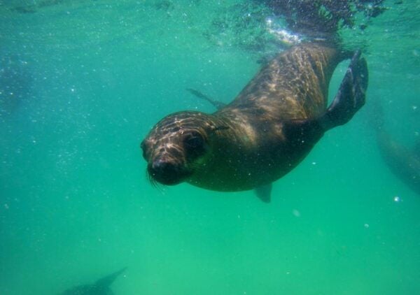 Plettenberg Bay: Swim With the Seals - The Sum Up