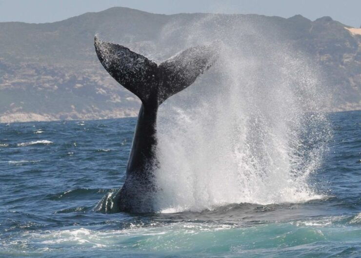 Plettenberg Bay: Whale-Watching Cruise - Languages and Accessibility