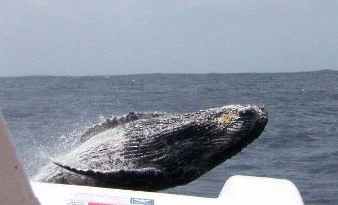 Plettenberg Bay: Whale-Watching Cruise - Inclusions and Highlights