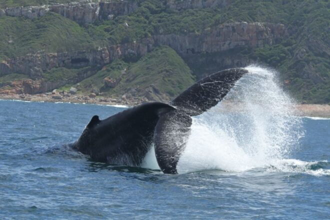Plettenberg Bay: Whale-Watching Cruise - Itinerary Details